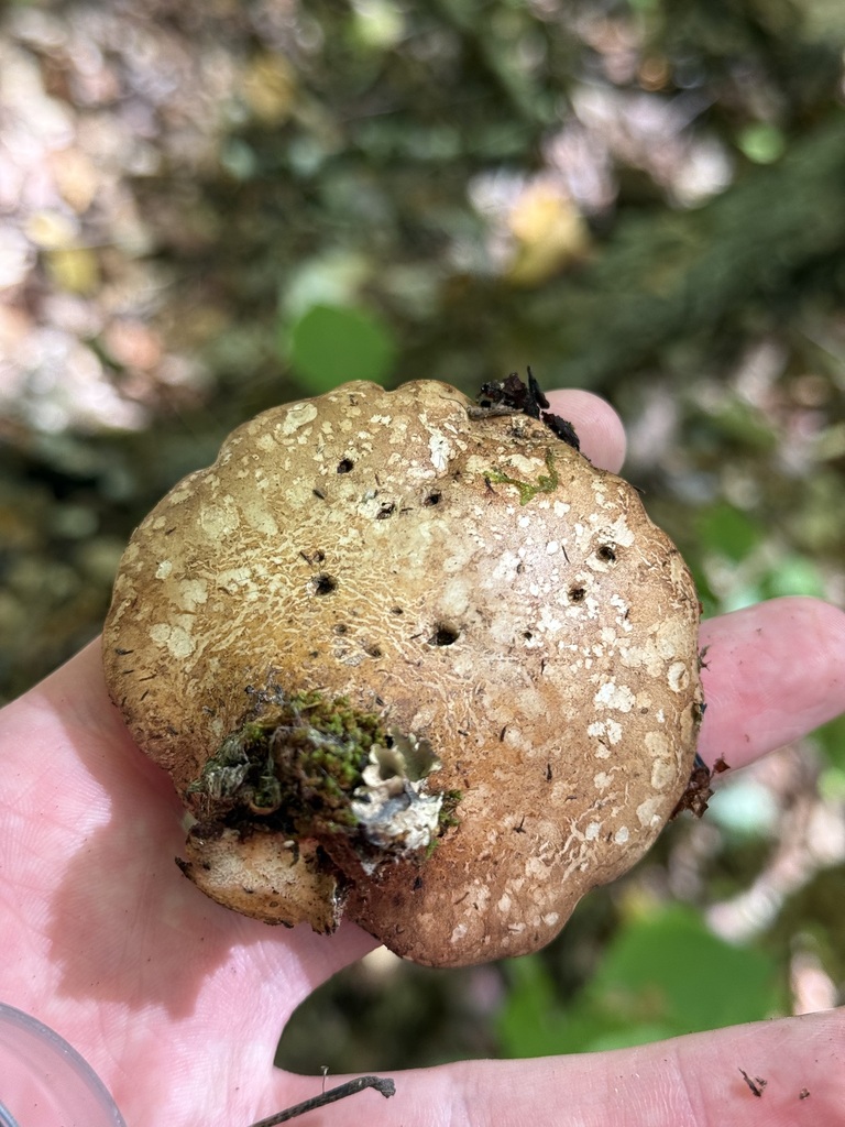 birch polypore · September 2026 · photo: Photo: (c) Tanner Barnharst, some rights reserved (CC BY) · iNaturalist