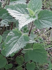 Lamium album