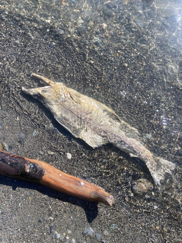 Pink Salmon