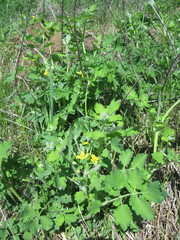 Chelidonium majus