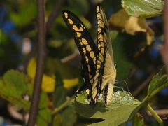 Heraclides thoas
