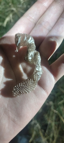Smooth Snake