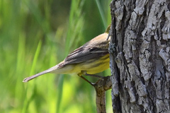 Setophaga discolor