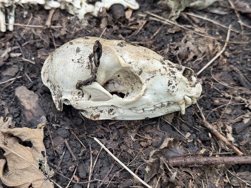 Common Raccoon