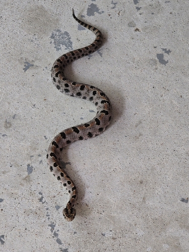 Pygmy Rattlesnake