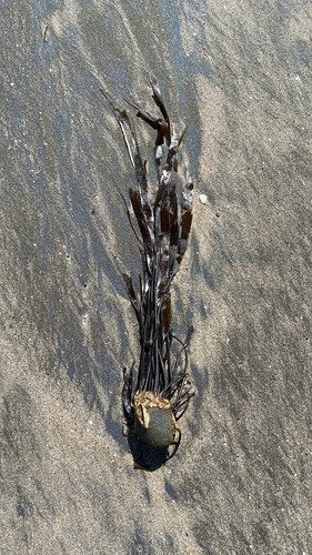 Laminaria sinclairii observed 2026-09-12