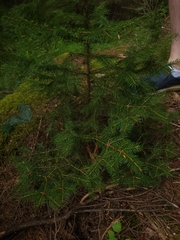 Picea rubens, photograph author not stated, no rights reserved