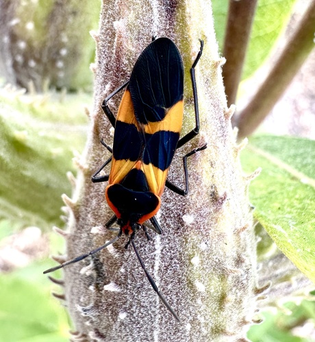 Large Milkweed Bug