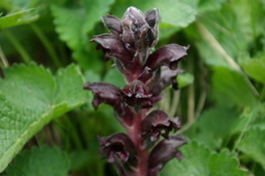 Orobanche gamosepala