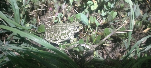 Green Toad