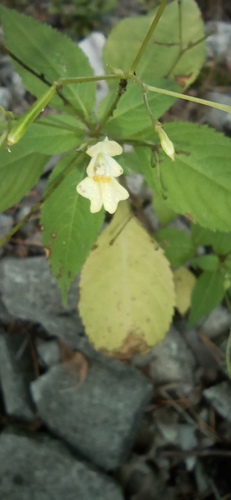 small balsam