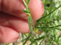 Johnstonella racemosa
