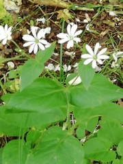 Stellaria nemorum