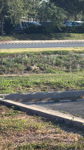 Long-billed Curlew