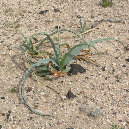 Hesperocallis undulata, photograph 5