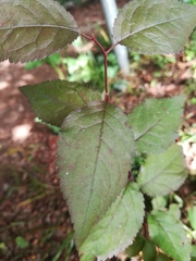Prunus cerasifera pissardii