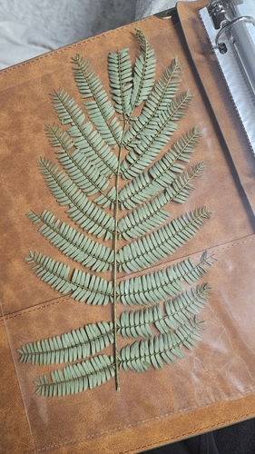Persian silk tree