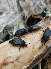 Thanatophilus rugosus