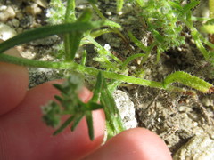 Johnstonella racemosa