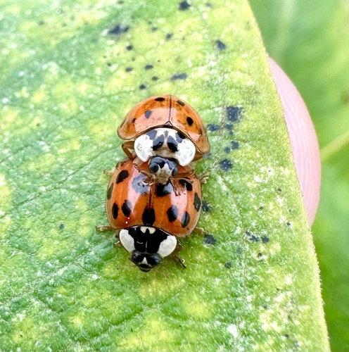 Asian Lady Beetle