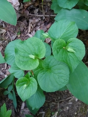 Viola mirabilis