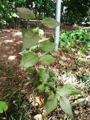 Prunus cerasifera pissardii