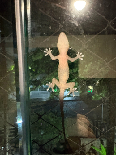 Tropical House Gecko