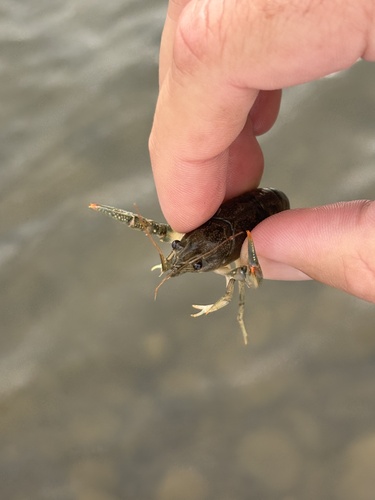 Virile Crayfish