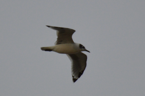 Franklin's Gull