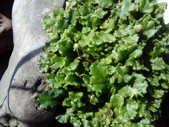 Marchantia polymorpha ruderalis