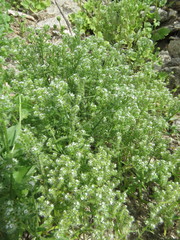 Johnstonella racemosa