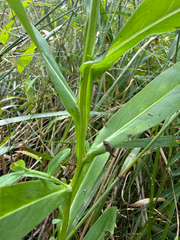 Boltonia decurrens, photograph (c) axleym, some rights reserved (CC BY)