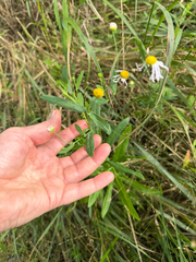 Boltonia decurrens, photograph (c) axleym, some rights reserved (CC BY)
