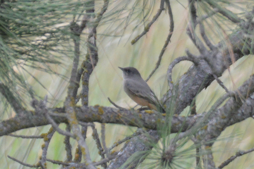 Say's Phoebe