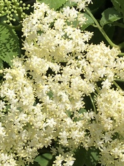 Sambucus nigra