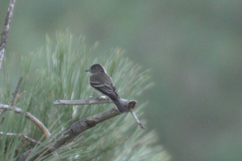 Eastern Wood-Pewee