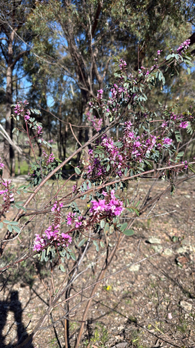 Australian Indigo