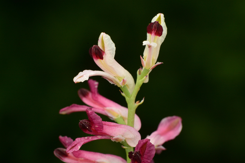 Fumaria agraria, photograph 2