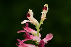 Fumaria agraria, photograph author not stated, no rights reserved