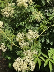 Sambucus nigra