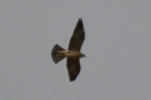 Mississippi Kite