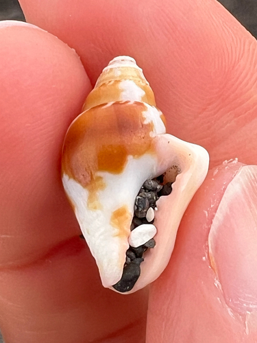 Columbella haemastoma observed 2026-09-12