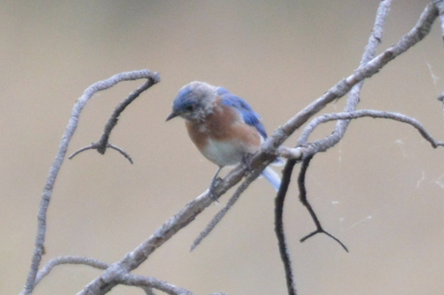 Eastern Bluebird