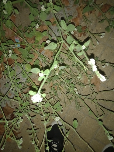European heliotrope