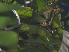 Heraclides thoas