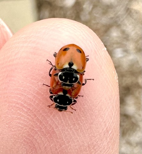 Variegated Lady Beetle