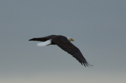 Bald Eagle