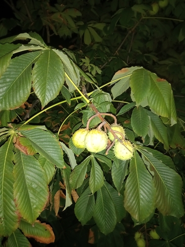 horse-chestnut