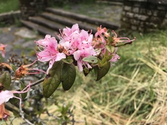 Rhododendron rubropilosum