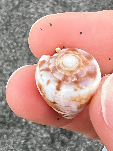 Conus purpurascens observed 2026-09-12